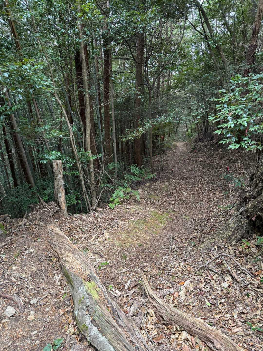 歩きやすく整備された登山道