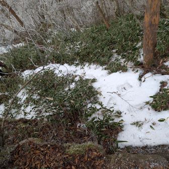法師山前ぐらいから霧氷が出始めて残雪あり
