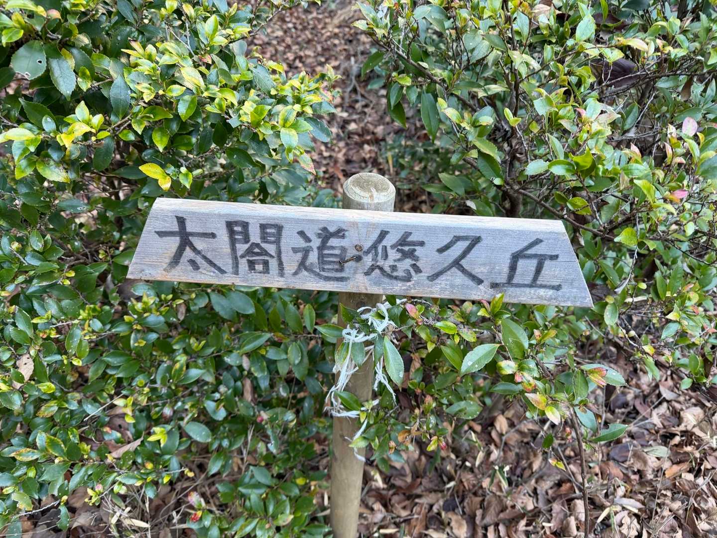 ずっと歩き易い、気持ちの良い道です( ˙ᵕ˙ )/