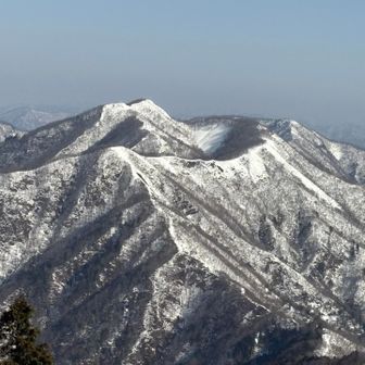 白薔薇　花房山