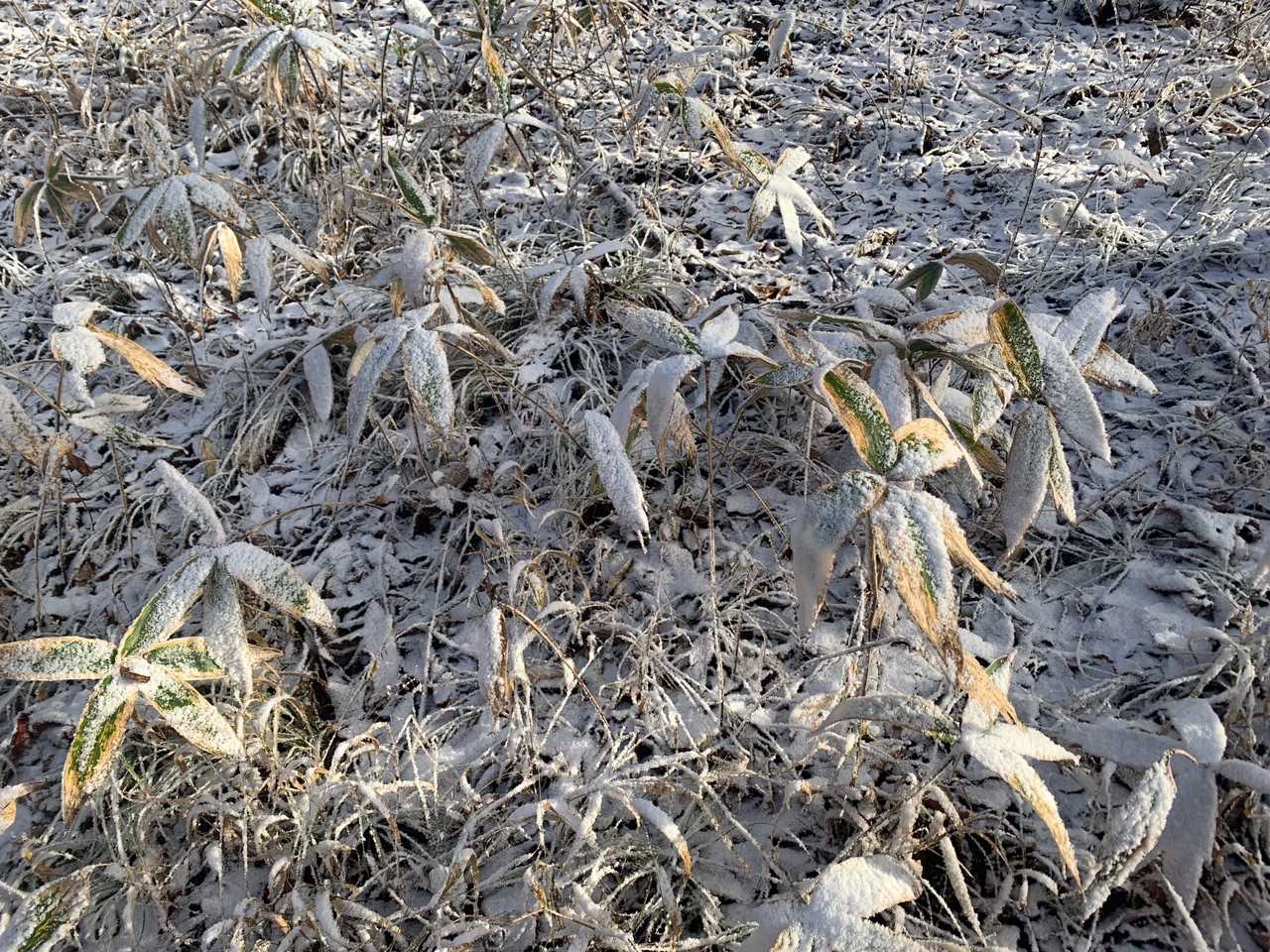 溶けてたかな❄️