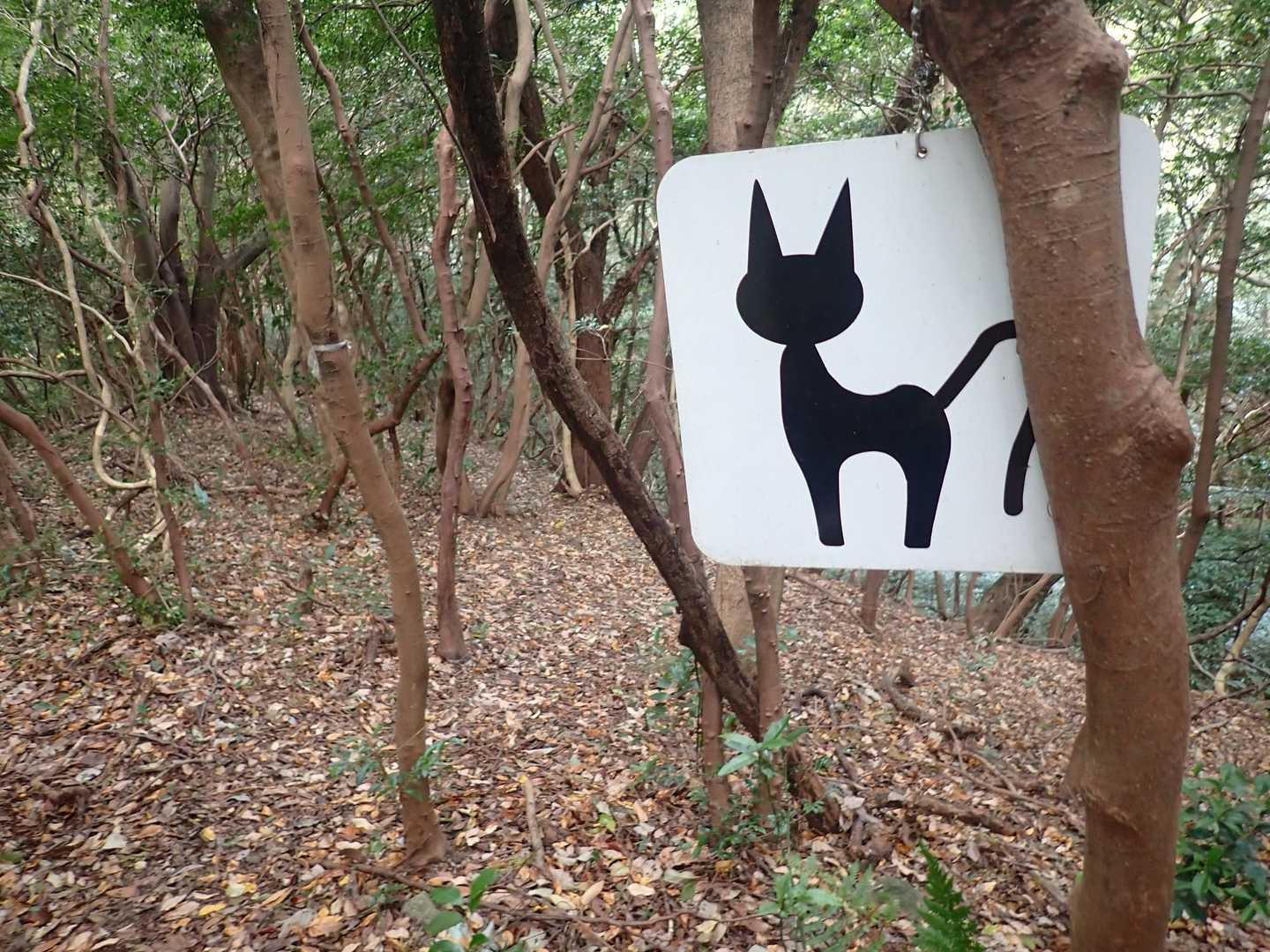 城山-長野岳 周回コースの写真