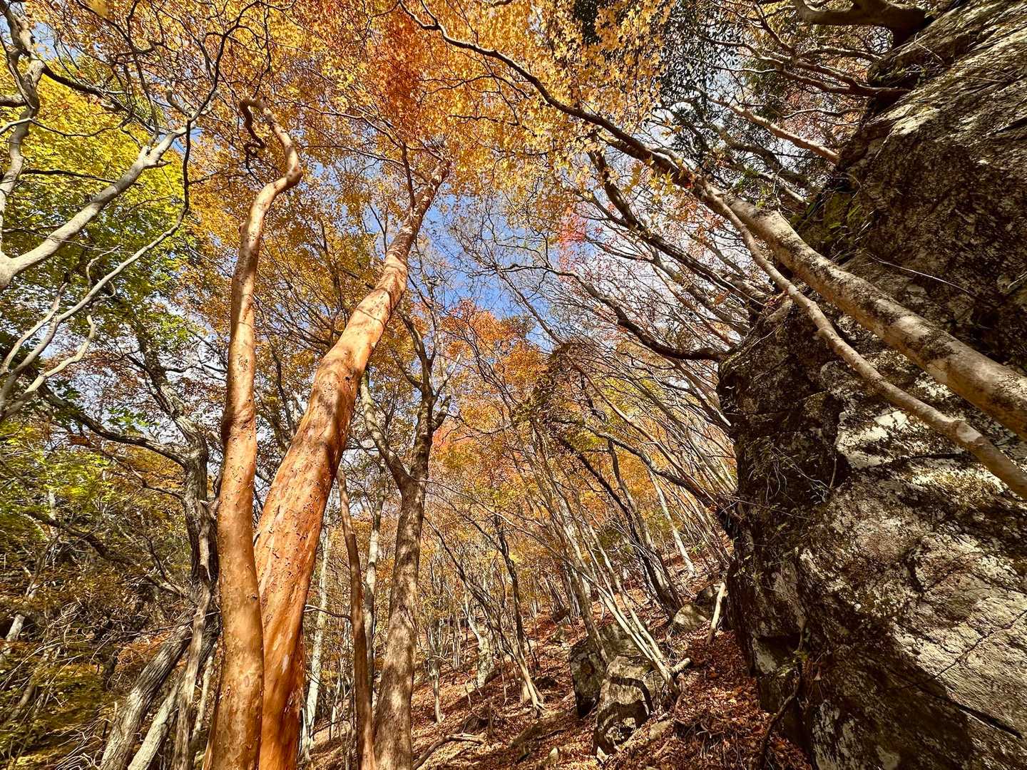 この山も紅葉🍁がキレイ😊