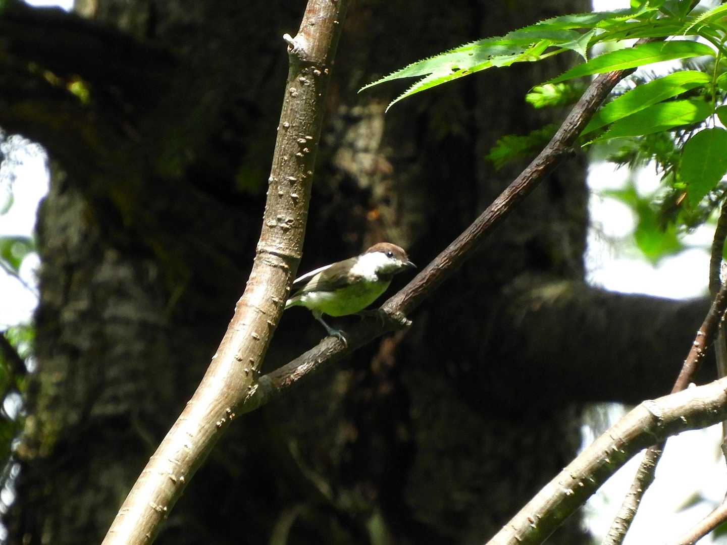 コガラの幼鳥