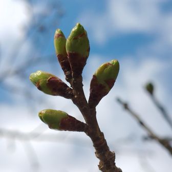 マイ桜標準花
またちょっと膨れて来た！