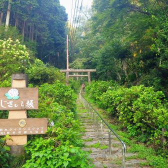 あじさい坂
すでに常連さん2人登ってます🚶‍♂️🚶🏻‍♀️