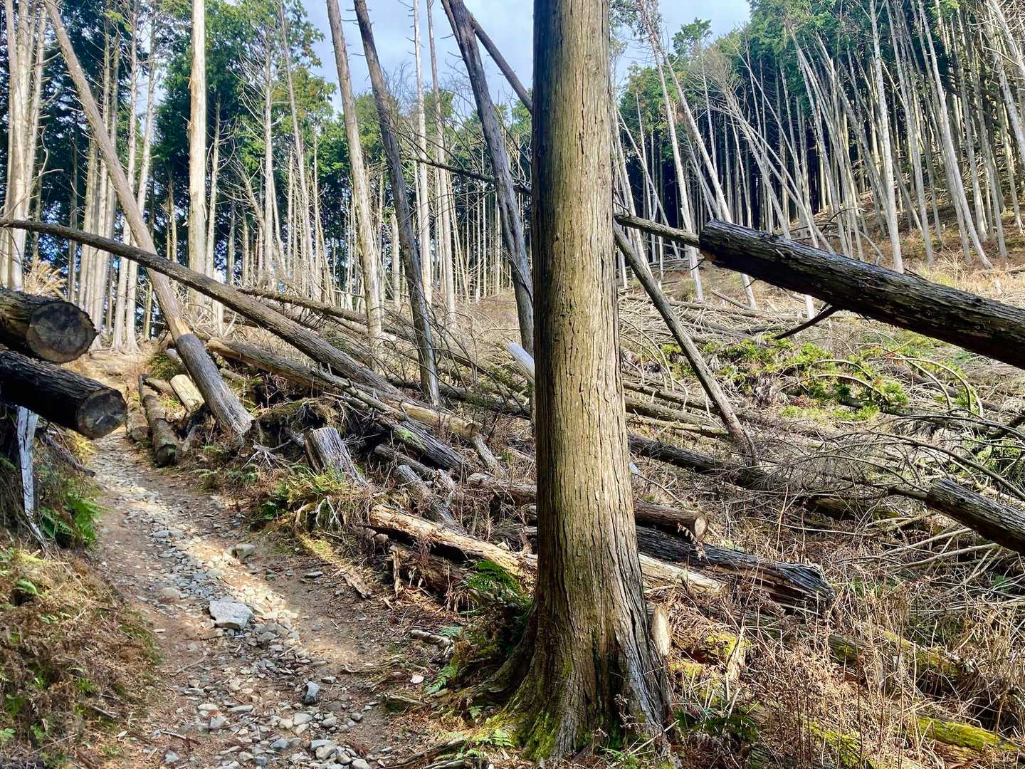 倒木ゾーンにきた🌳🌲
ここから景色を求めてケーブルカーの方面に進む▶️