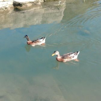 カール=ロビンソン