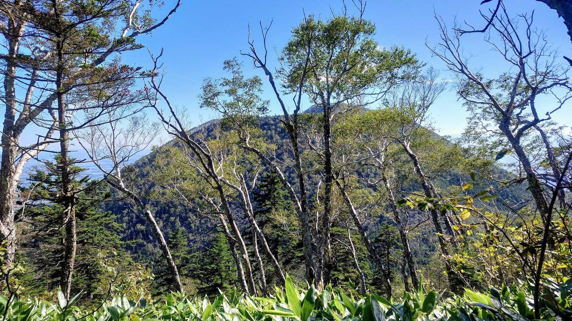 東ヌプカウシヌプリ  1,252m
登山口の白樺峠には 20台以上の車がありました。
ナキウサギの出没数は 白雲山も含めて 以前より減っていると思います。