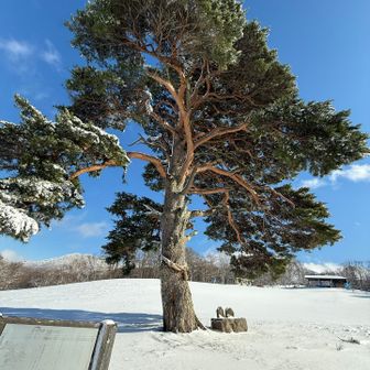 立派な松　「締め掛けの松と姥神」って書いてある？