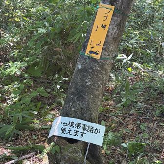 ５合目の所でブナ森コースに分かれるようです。
帰りに寄ってみます