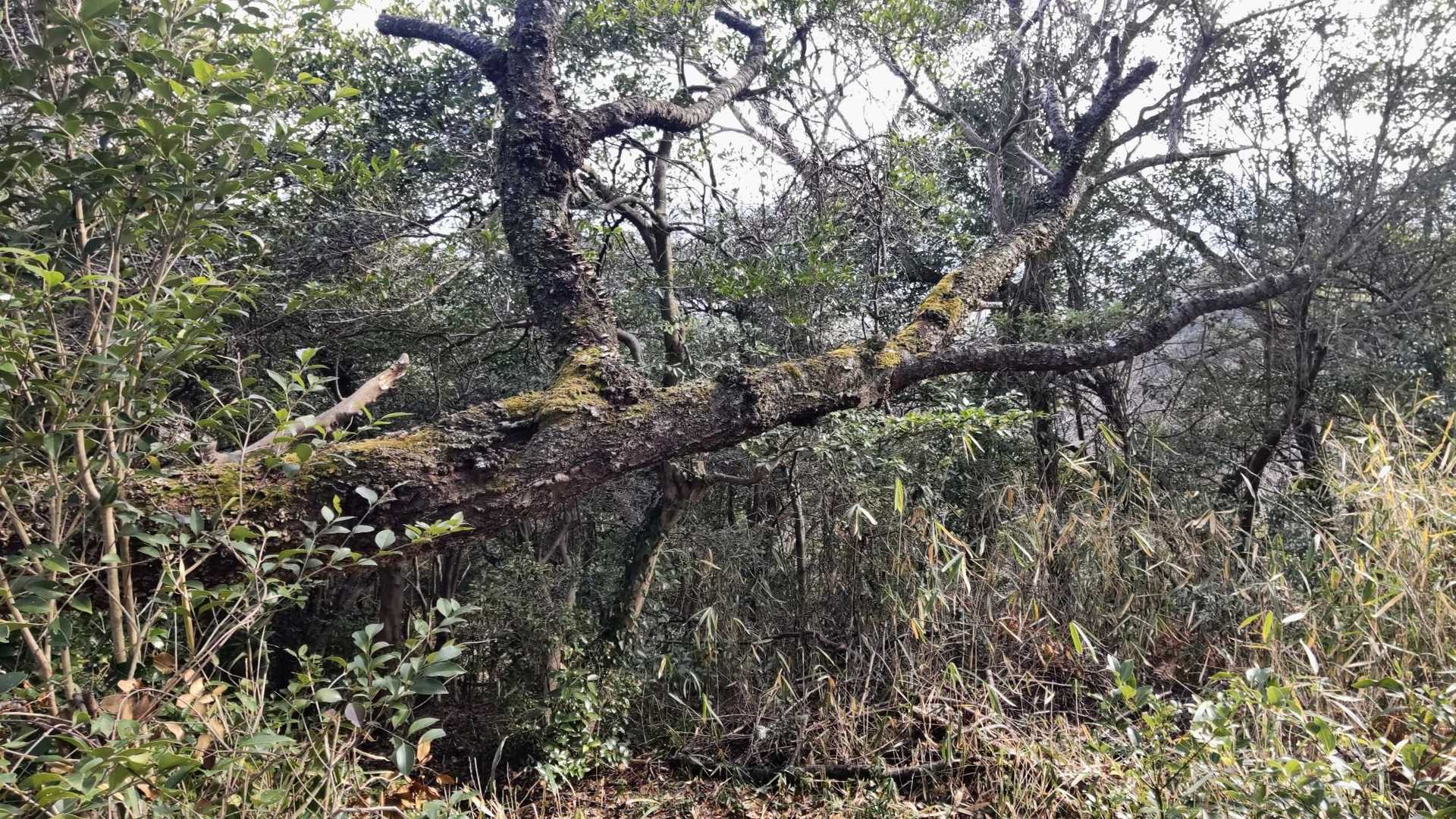 朽ちかけた木🌳
でも、何か山の生命力を感じる😳
コダマ連れてきたら良かったな😆☝️