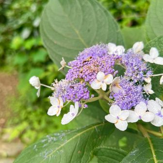 紫陽花がまだ咲いている。