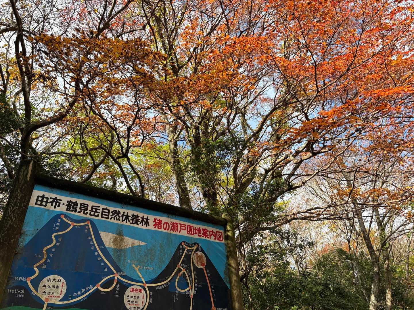 こんにちは♪
今日は猪ノ瀬戸登山口から紅葉山歩🍁