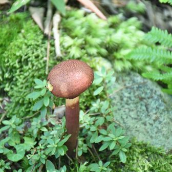 キクバナイグチ・・？
毒あるかな？
でも食べないでっす。