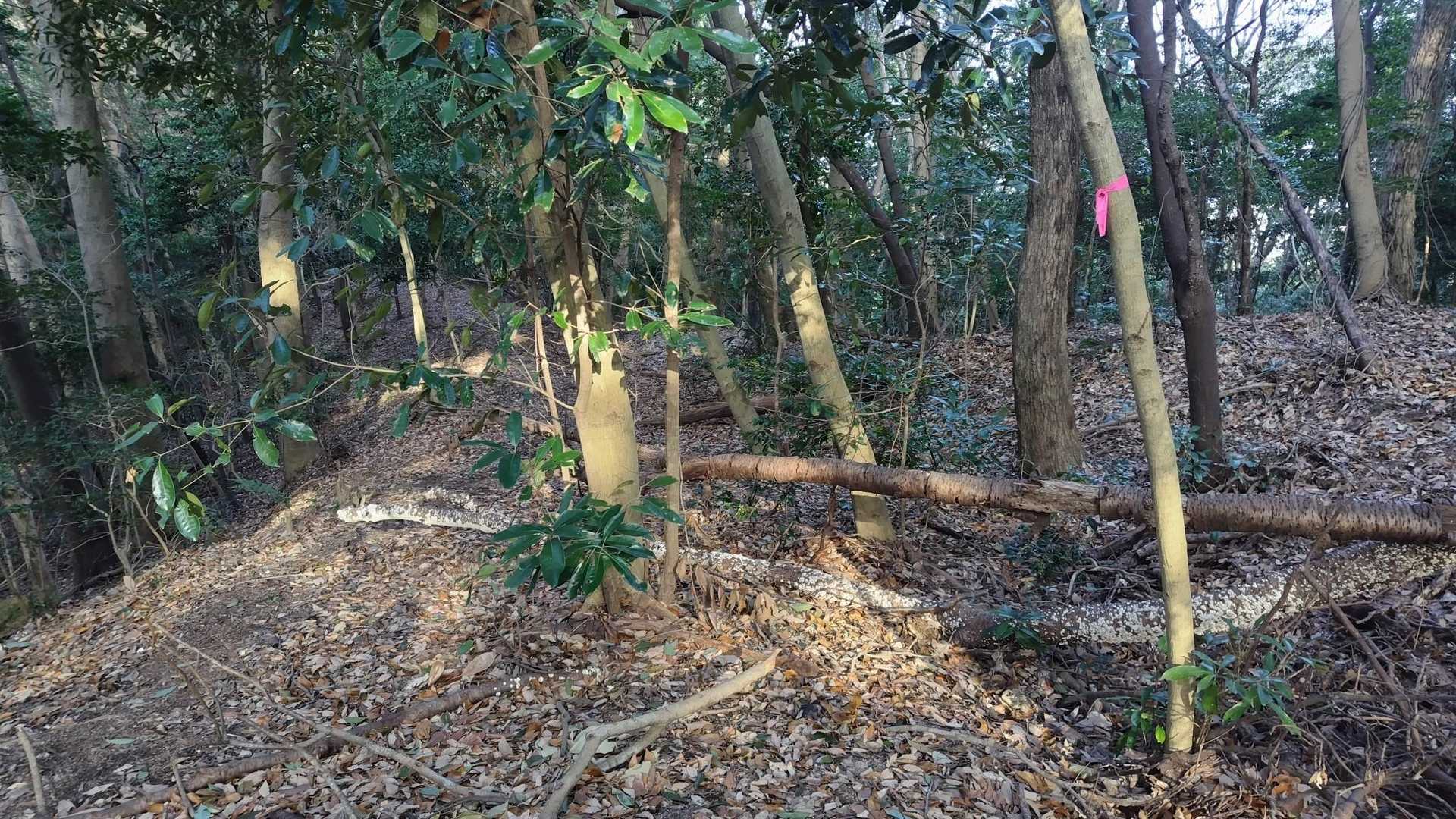 火の山-上ノ山-霊鷲山 往復コースの写真