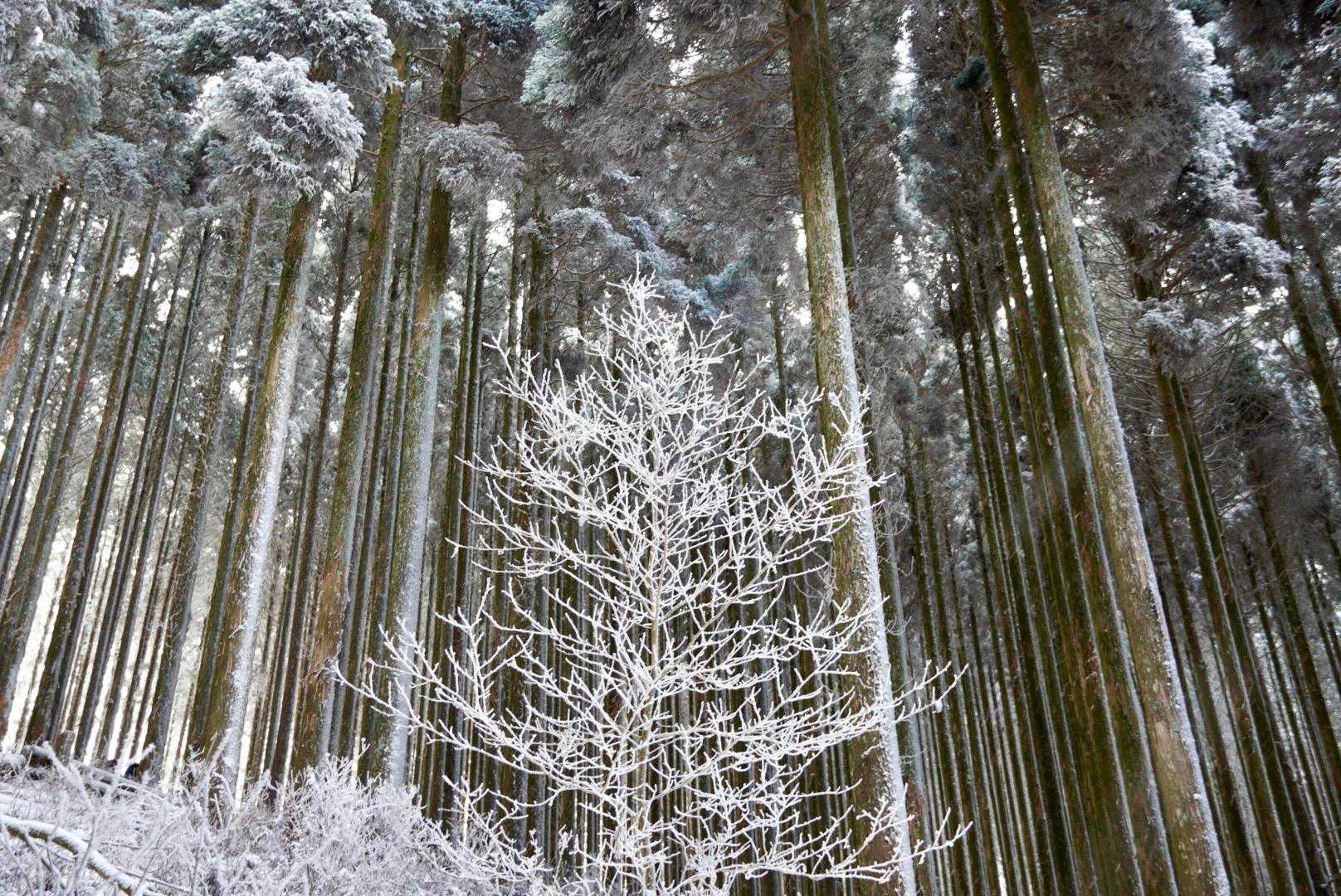 この辺の霧氷は育ってません