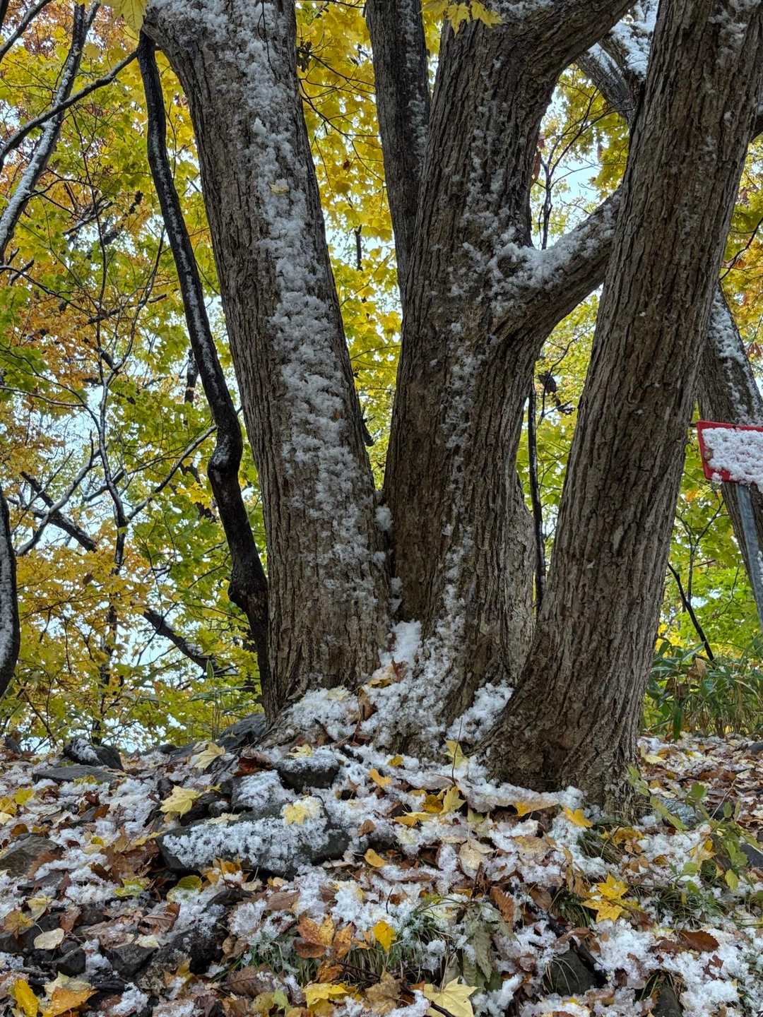 雨は4ごうめすぎに雪へと変わるだろう❄️ 🎶