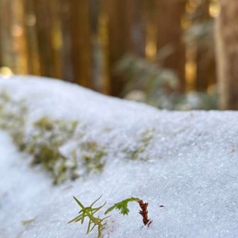 雪の中の新芽に癒されました🌴