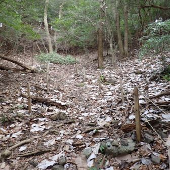 このロープが出てきたら、道樹山山頂まであと少し