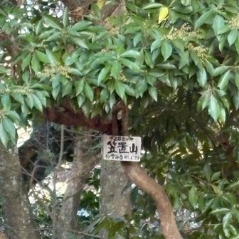 一応、ここが山頂
本当の山頂は、宮内庁の所有で入山できません