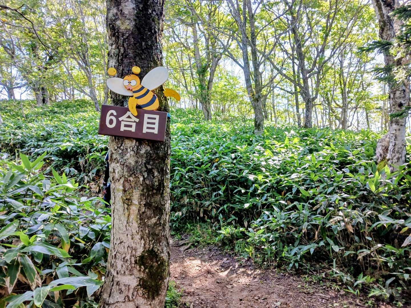 イチャンコッペ山 往復コース | 支笏湖が最も美しく見える展望台への写真