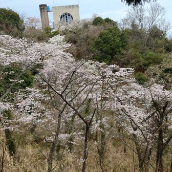 展望台周辺の桜を見に