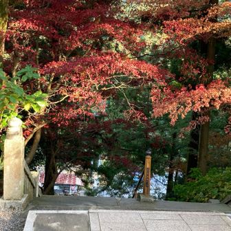 階段の上り口にある紅葉がいいです。