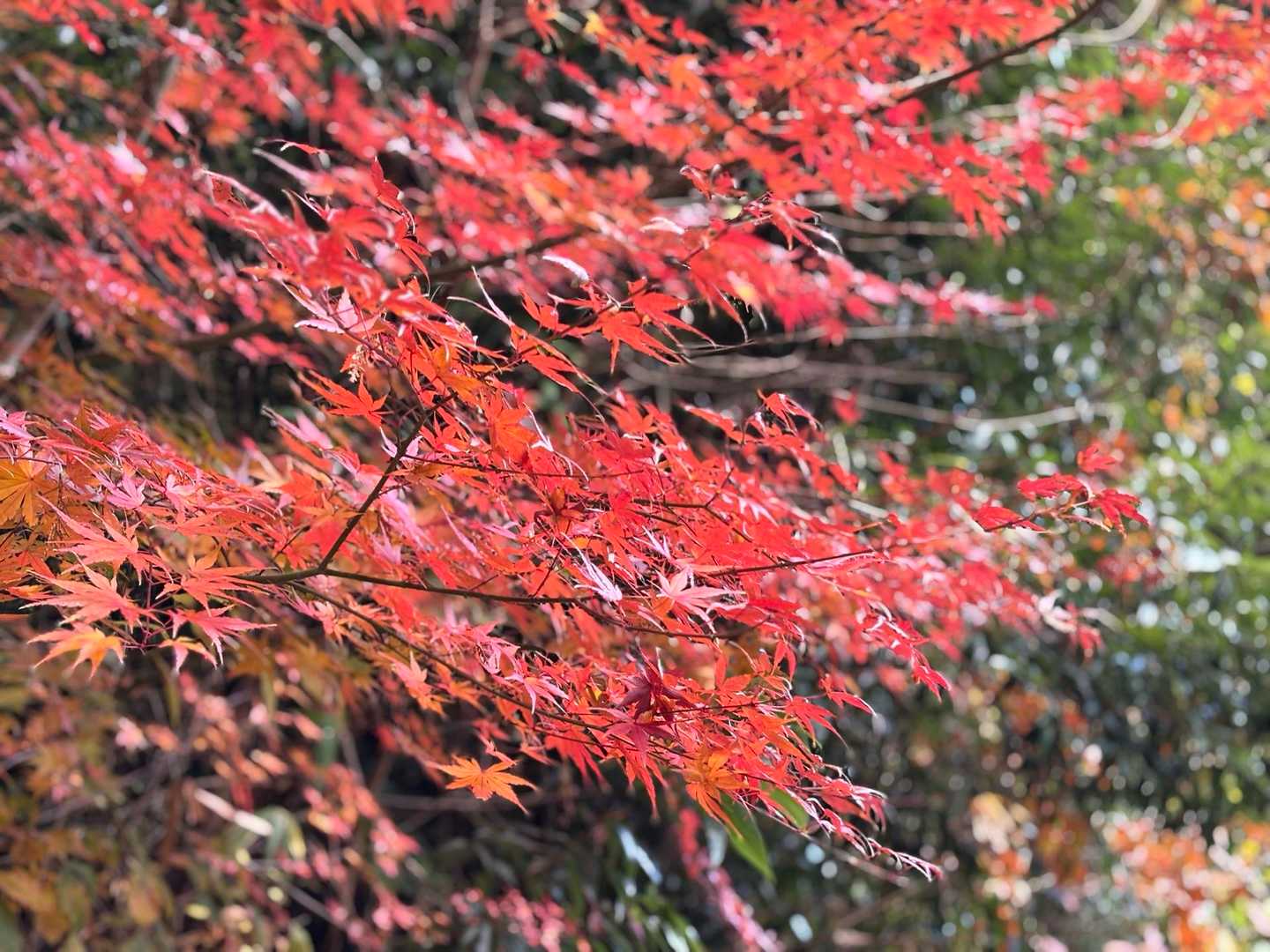 降りてきました