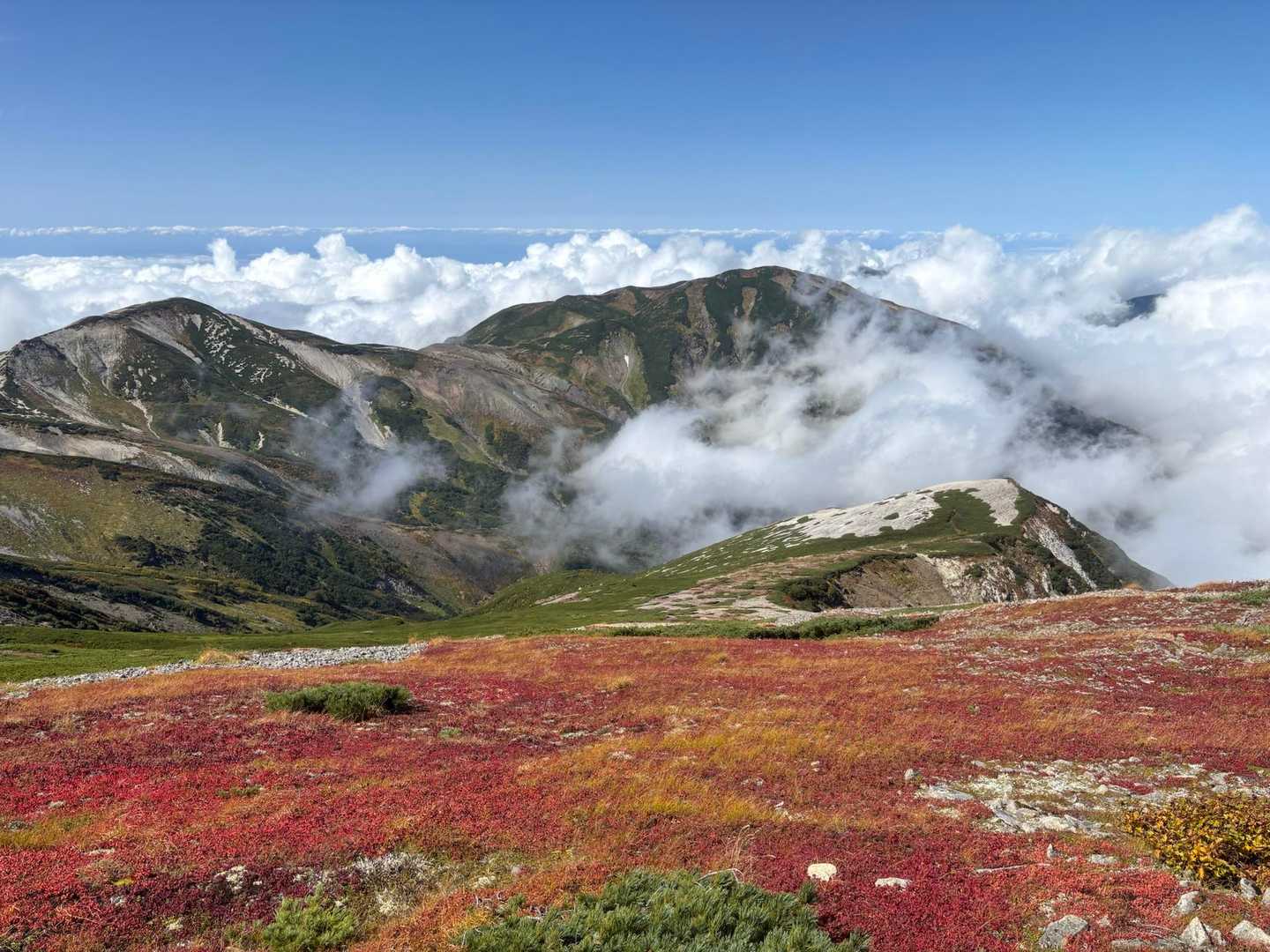 ウラシマツツジ🍁チングルマ🍁の絨毯
雪倉岳の稜線🤩
