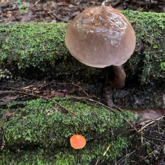 キノコ🍄🍄‍🟫