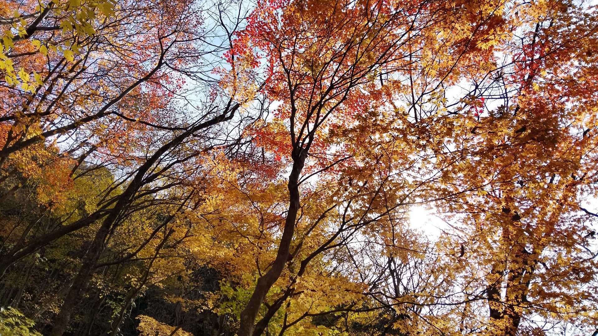 高賀山登山口-御坂峠-高賀山 周回コースの写真
