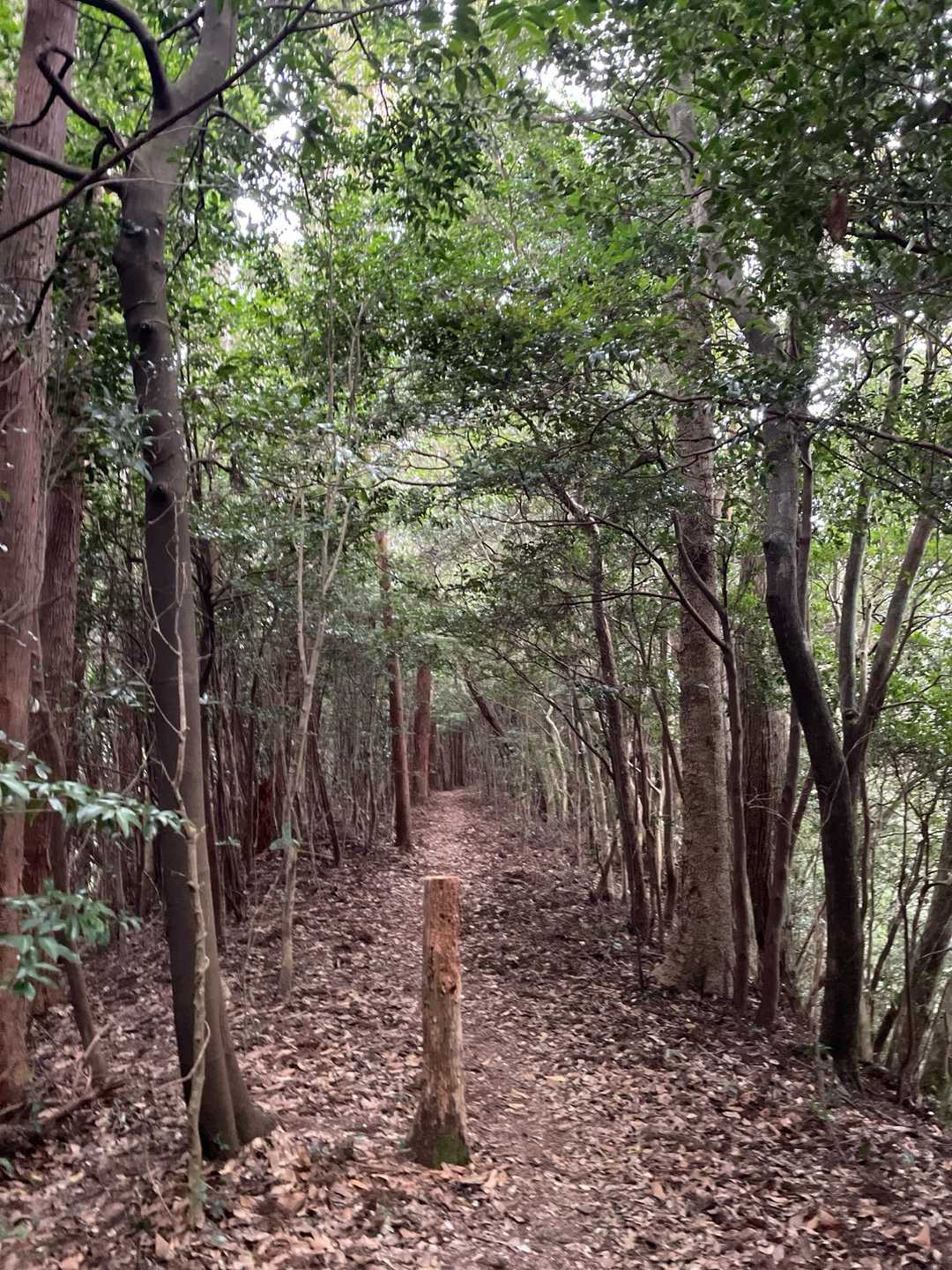 今日は他の山も回りたいので、気持ちのいい山道をもったいないと思いつつハイペースで下っていきます