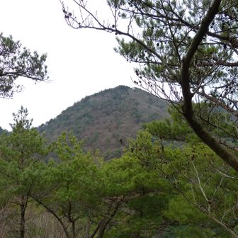 山頂から、今日は登りませんでしたが、逢ヶ山722mが見えています。鬼ヶ島の先で、右の尾根に曲がるところは要注意。まっすぐ行ってしまいそうになります。