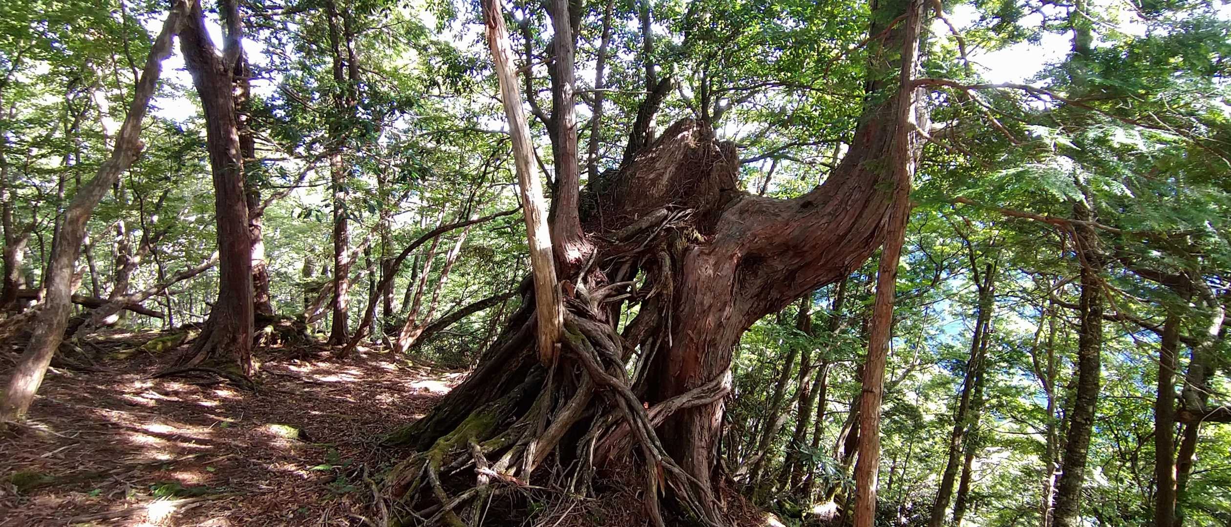 めちゃめちゃ存在感在ります✨(*^_^*)