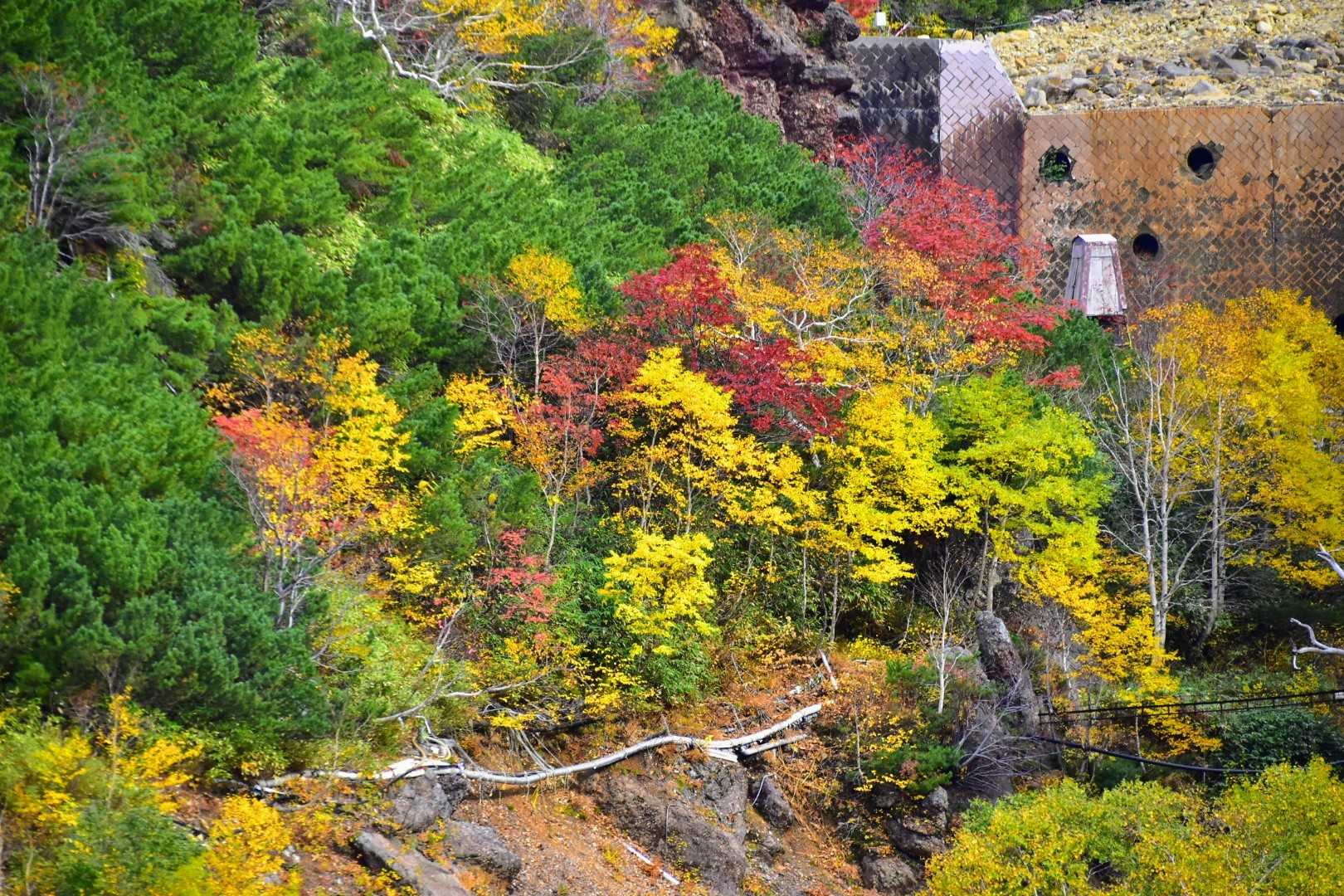 沢の辺りは色とりどり🍁