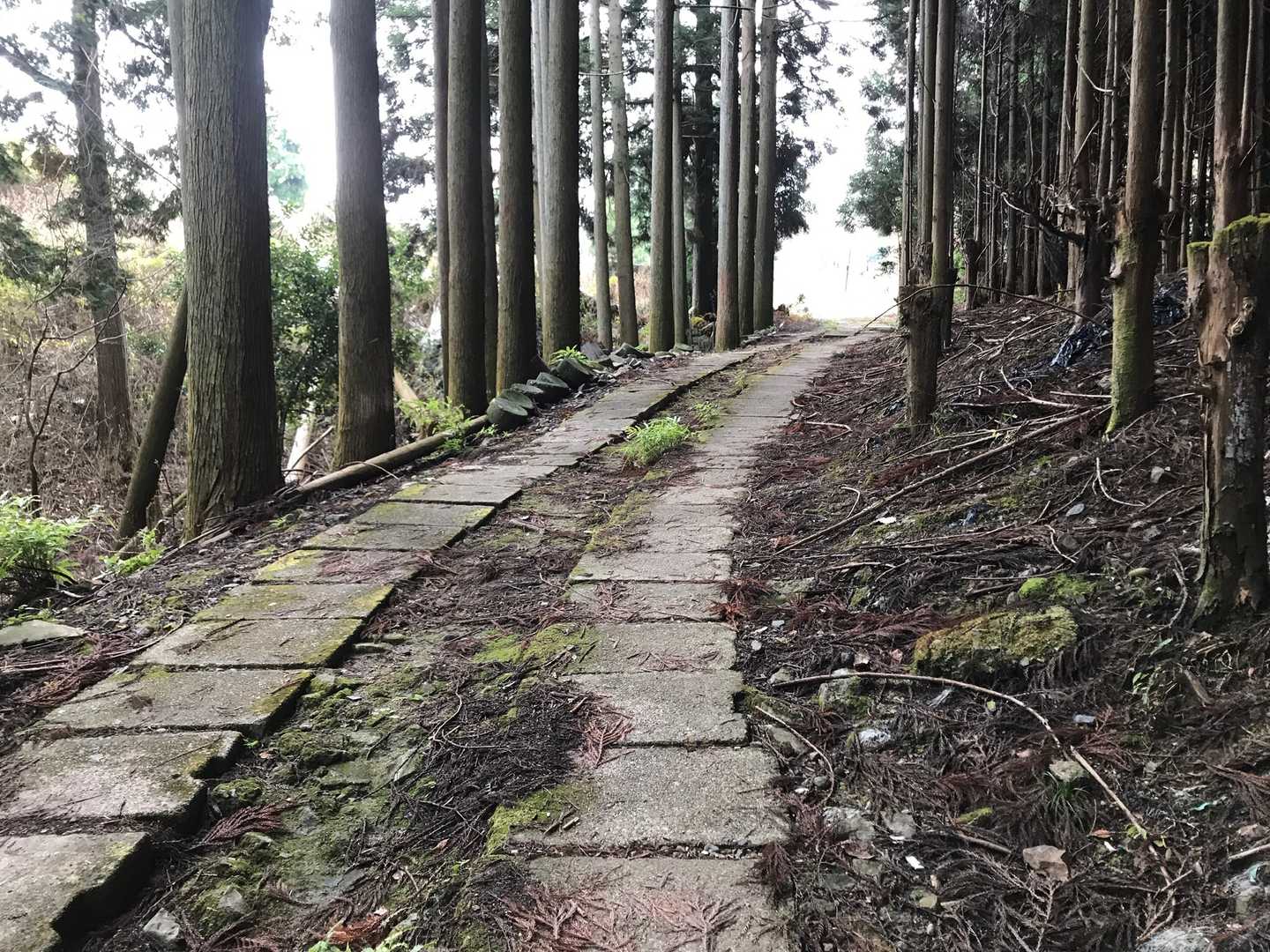 京都一周トレイル 北山西部コースの写真