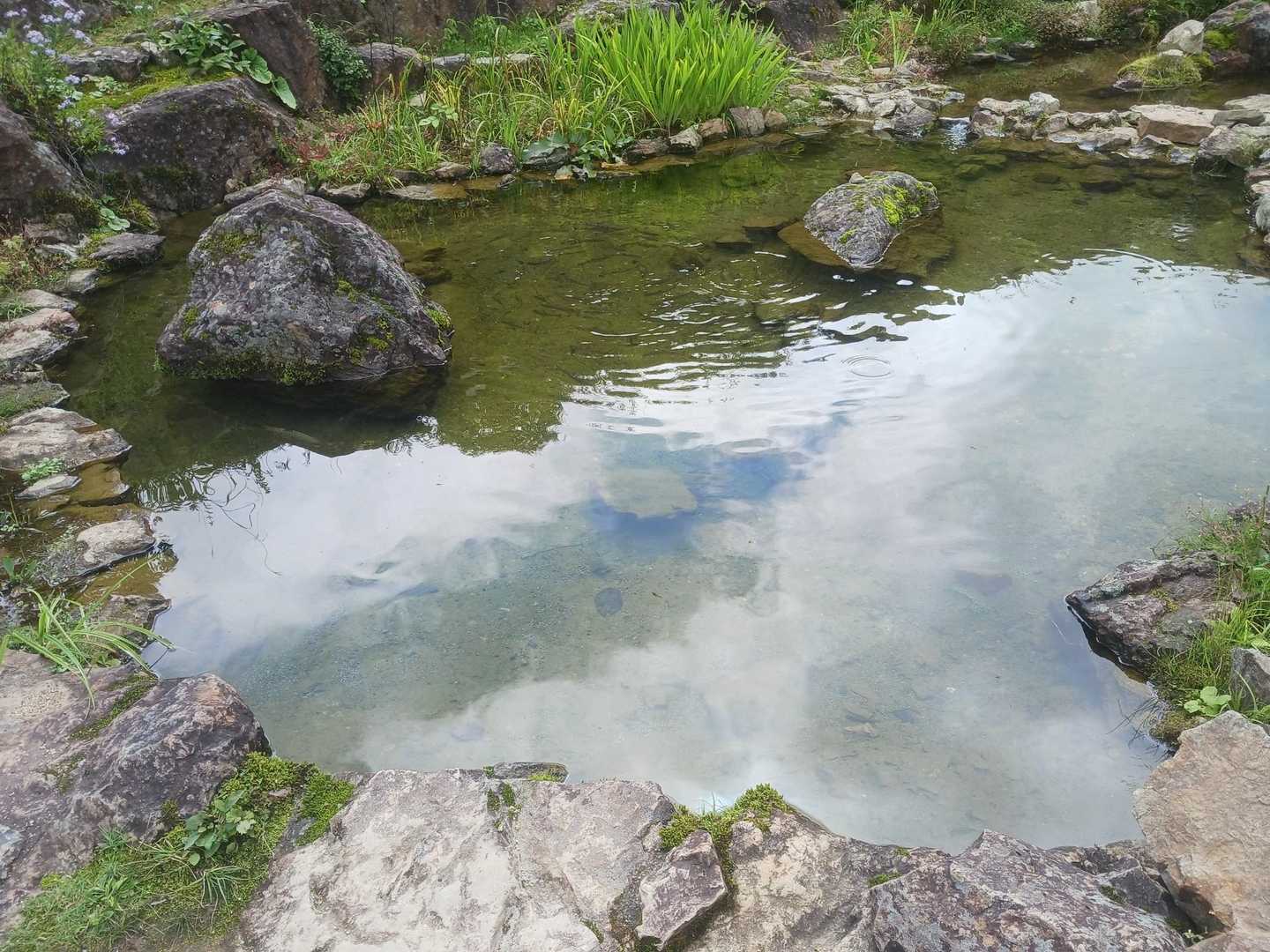 白馬五竜池　ヤマメがいっぱい泳いでました