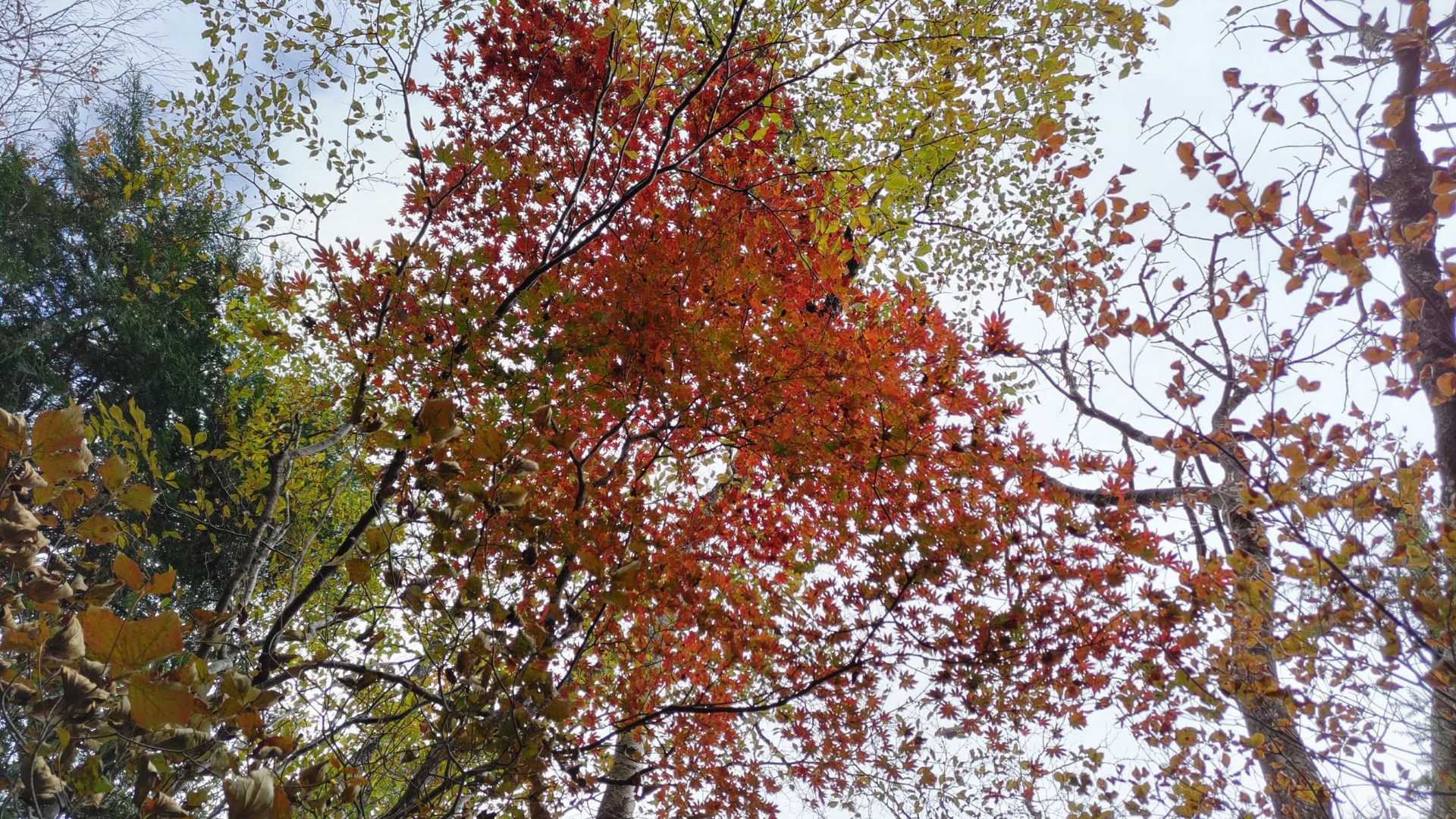 🍁
