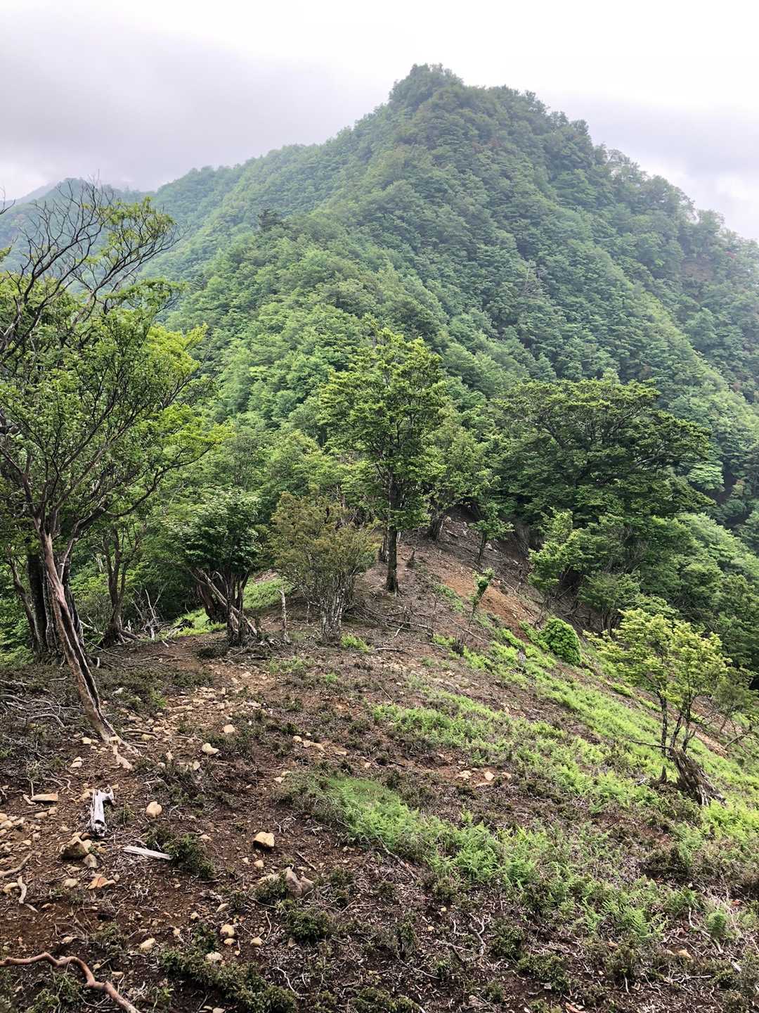 高丸山登山口-三つ尾の峠-高丸山-雲早山 周回コースの写真