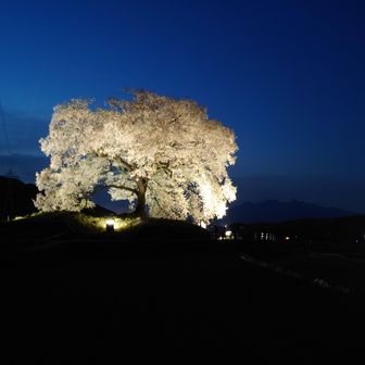 ラヴィ
