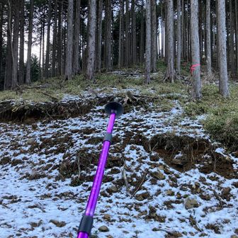 何度も林道を横断しながらの直登コース