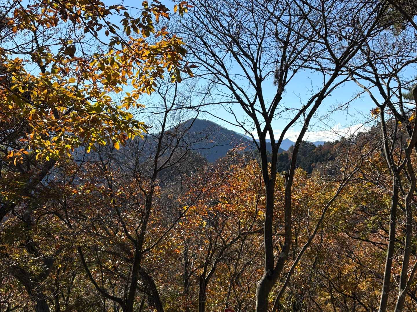 沢井沢ノ頭の山頂標識を撮ったはずなのにない…😢ウトウトしながら編集してたから消してしまったのかも😭