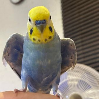 wakaken わかけん