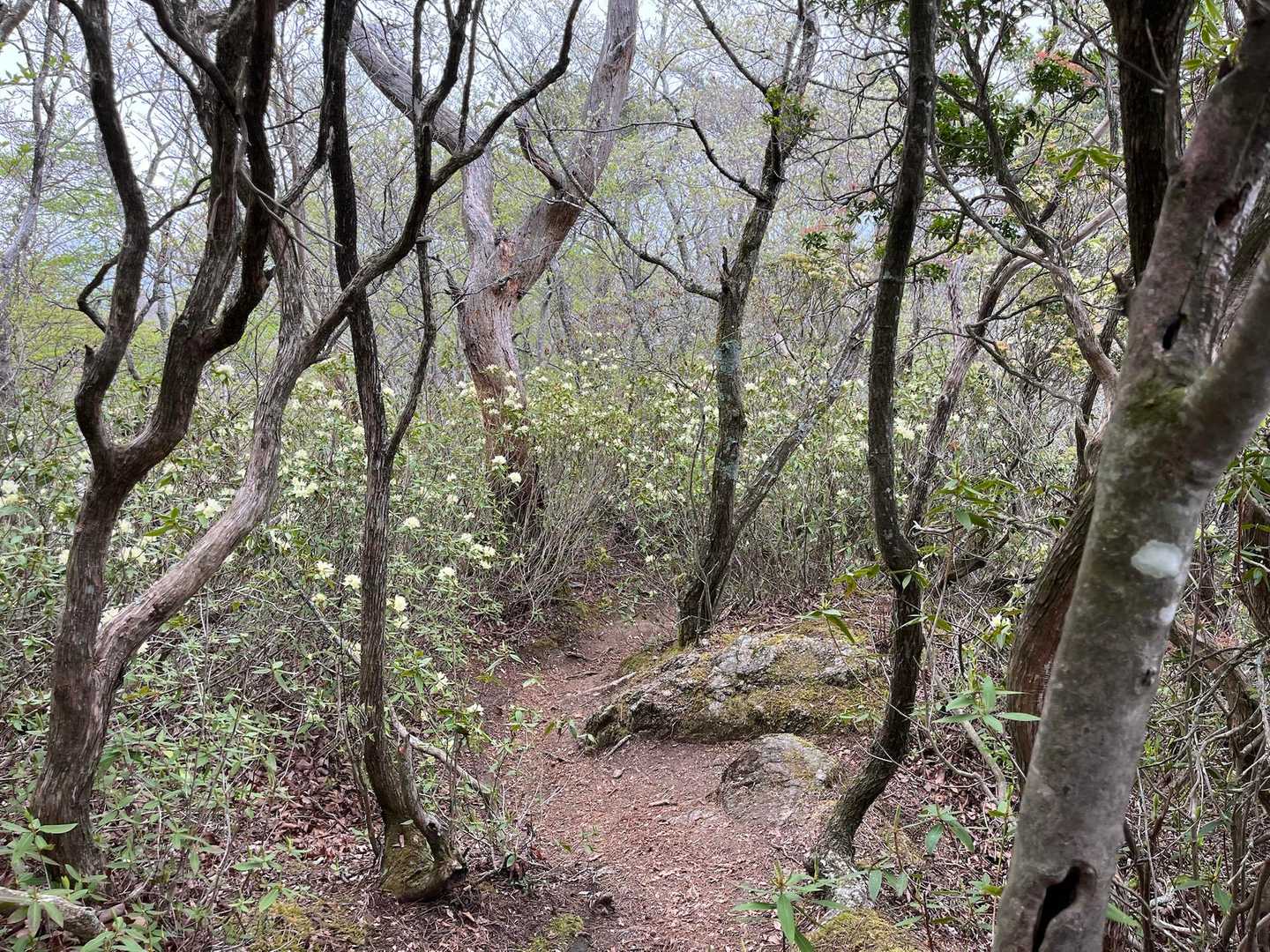 堀坂峠-堀坂峠の高-観音岳 往復コースの写真