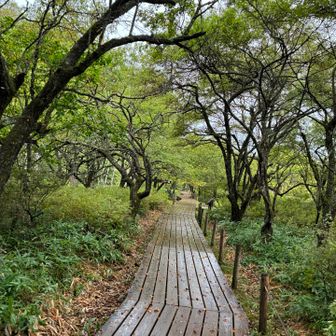 木道新しいね　濡れ落ち葉が滑りそうで慎重に歩きます