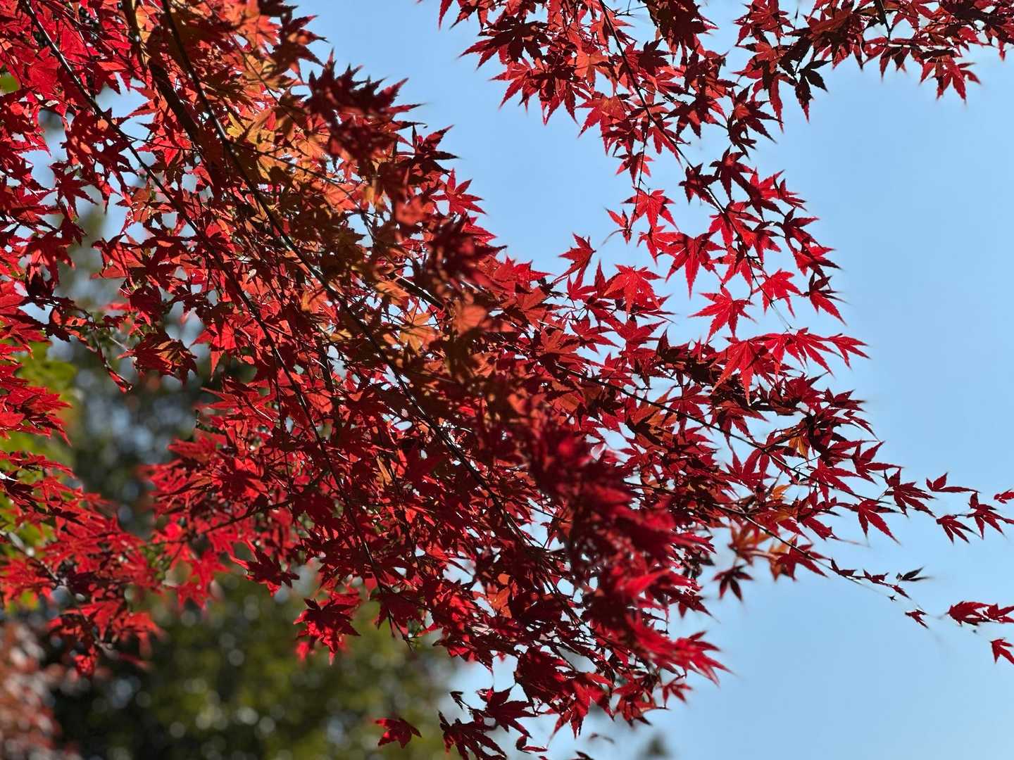 ここのモミジ🍁も真っ赤でキレイ😻
