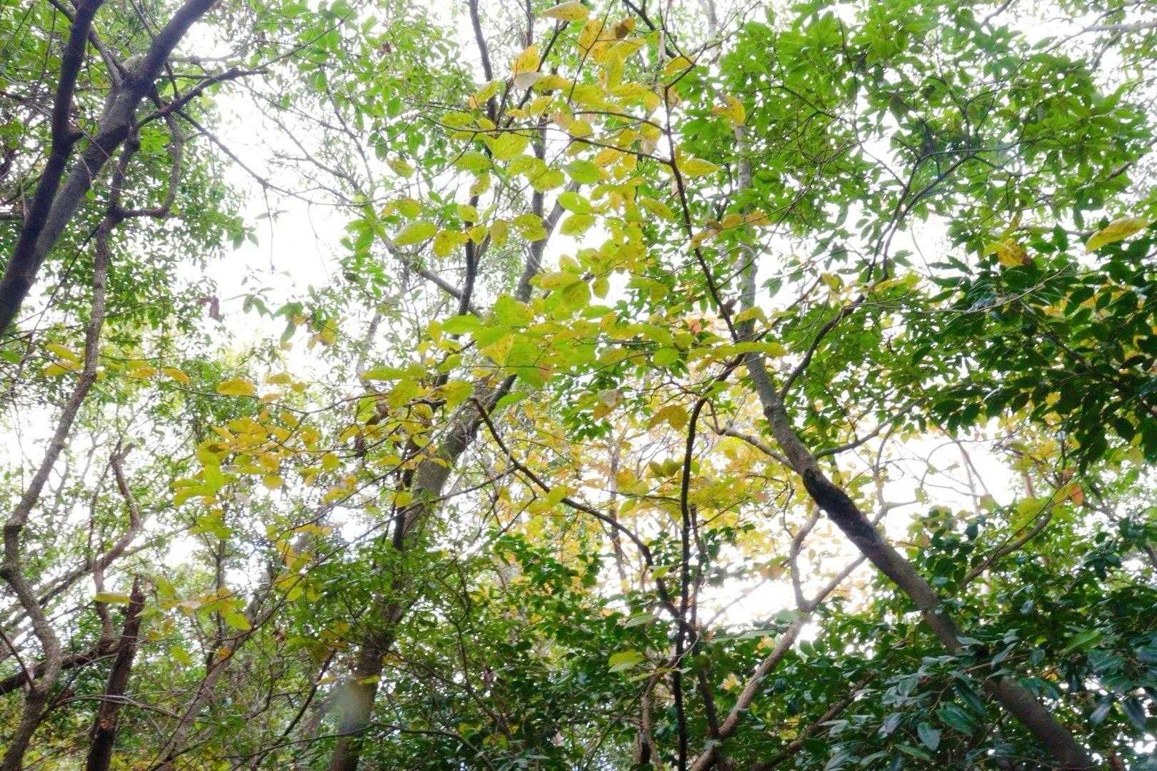 ちょびっと紅葉🍁