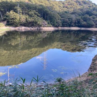 中池まで降りてきた(逆さ鉄塔👏）