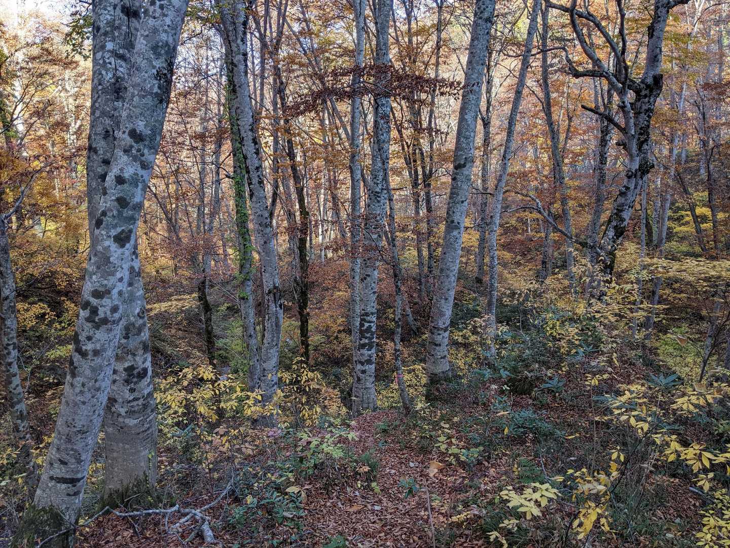 志津倉山登山口-志津倉山 周回コースの写真